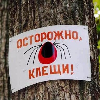 В Иркутской области зарегистрированы первые случаи укуса клещей
