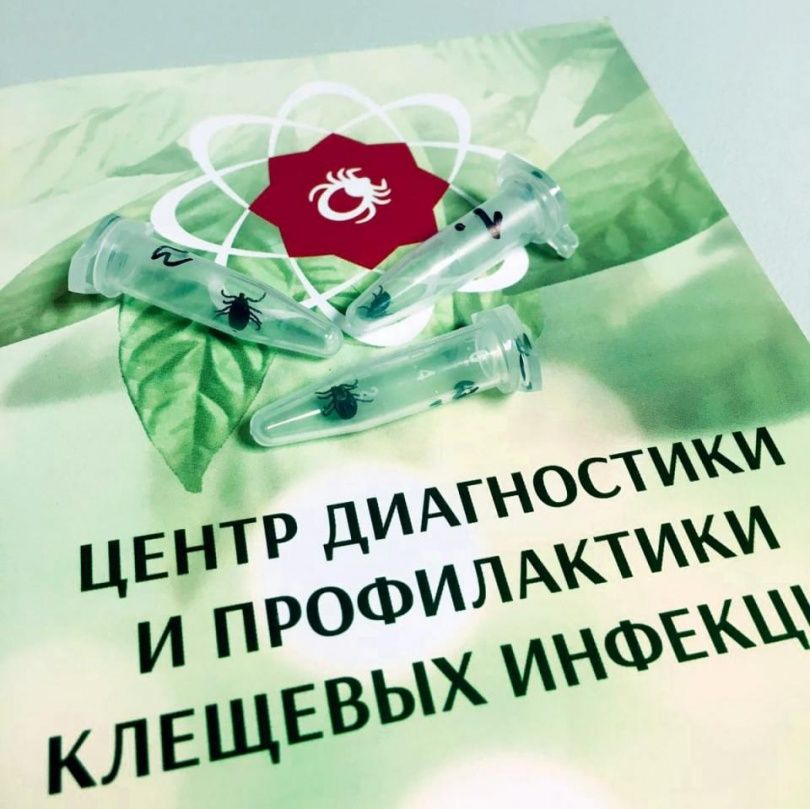 Первые укусы клеща зарегистрированы в Иркутской области